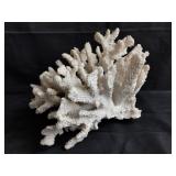 Coral specimen