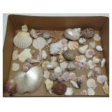 Box of sea shells, sand dollar, starfish, etc