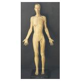 Andrew  Cawrse anatomical design female model