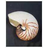 Nautilus shell