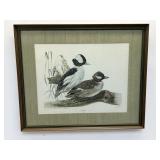 Vintage Bufflehead duck print by Lee LeBlanc