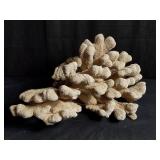 Coral specimen, 21" l. x 12"h.