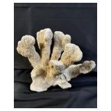 Cats paw corral specimen