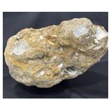 Fossil seashells rock