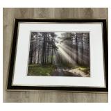 Framed photo of forest