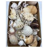 Collection of sea shells