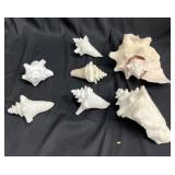 Lot of conch shells