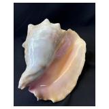 Large conch shell