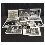 Box of award winning dog photos from blank estate