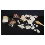 Group of seashells box lot
