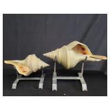 Pair of decorative sea shells