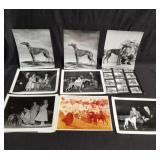 Box of dog show photos