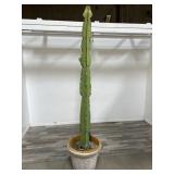 Foam planter pot with live cactus