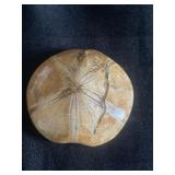 Fossilized sand dollar specimen