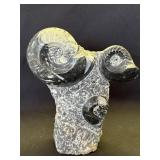 Polished goniatite fossil sculpture