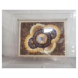 Framed butterfly art