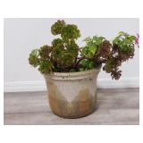 Succulant & live plant in glazed pottery planter