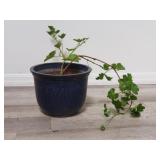 Live plant in glazed pottery planter