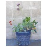 Live plant in glazed ceramic pot