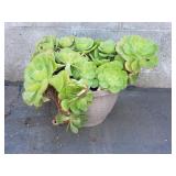 Succulent plant in plastic pot