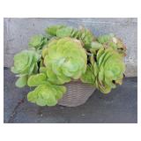 Succulent plant in plastic pot