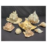 12lbs of various sized seashells