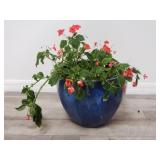 Live plant in glazed pottery planter