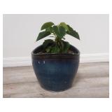 Live plant in glazed planter