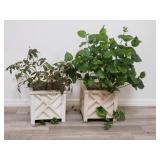 Pair of live plants in square plastic planter