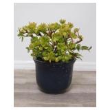 Succulent & plant in glazed pottery planter