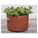 Succulent in clay planter