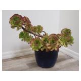 Succulent in glazed pottery planter
