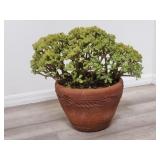 Live succulent in pottery planter