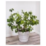 Live plant in plastic planter