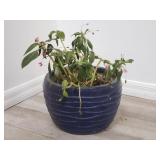 Live plant (needs care) in glazed pottery plant