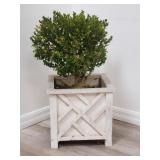 Live small tree in plastic assembled planter
