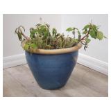 Live plant (needs care) in glazed pottery planter