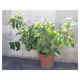 Live plant in clay planter