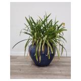 Live plant in planter