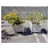 Plants & succulant in plastic assembled planter