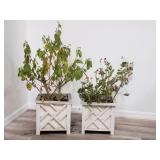 Pair of live plants (need care) in plastic