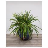 Live plant in plastic planter