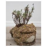 Live plant in pebble covered frog planter