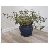 Live thorny plant in glazed pottery planter