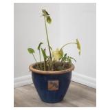 Live plant (needs care) in glazed pottery planter