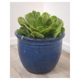 Live succulent in glazed pottery planter