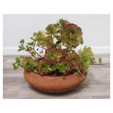Live succulent & plant combo in pottery planter