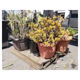 Group of live plants (on pallet)