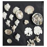 Group of sea shells, conch shells & coral
