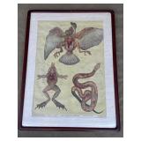 Vintage framed bird, frog & snake anatomy